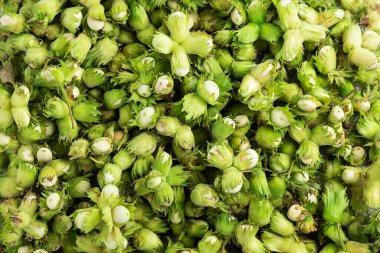 Taze yeşil fındık arkaplanı.