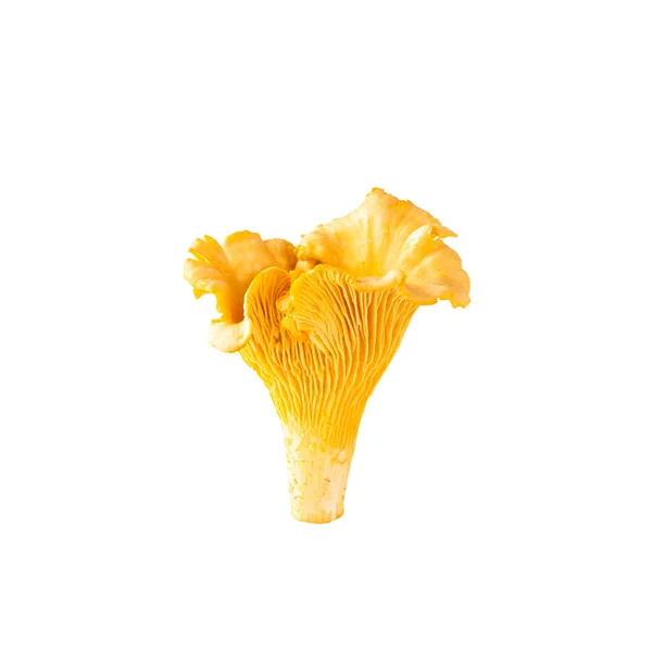 在白色背景上分离的新鲜香菇 — 图库照片