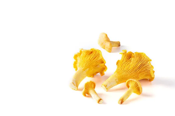 Cogumelos Chanterelle Deitado Sobre Fundo Branco — Fotografia de Stock