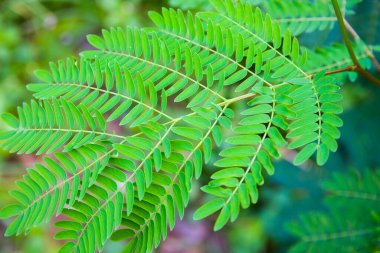 Beyaz popinac, Wild tamarind, ağaçtaki Leadtree. Tayland 'da pirinç eriştesiyle yenir.