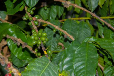 Taze kırmızı kahve, fasulye arkaplanı. Organik kahve tarlasında Arap kahvesi meyvesi..