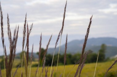 Pembe Muhly Çimi Muhlenbergia Kılcal 'ları mavi gökyüzü arkaplanlı sahada.
