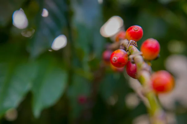 Fond Baies Café Rouge Frais Arabica Baies Café Dans Plantation — Photo