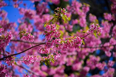 Güzel Himalaya kiraz çiçeği (Prunus cerasoides) Pembe kiraz çiçeği baharda Tayland 'ın kuzeyinde, Chiang Mai şehrinde bulunan Khun Wang adında bir yer..