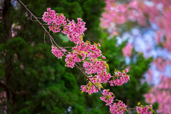 Όμορφη Άγρια Himalayan Κεράσι Λουλούδι Prunus Cerasoides Ροζ Άνθη Κερασιάς — Φωτογραφία Αρχείου