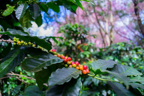 コーヒー農園のアラビカの赤豆とロブスタの木 チェンマイタイ ロイヤリティフリーのストック画像