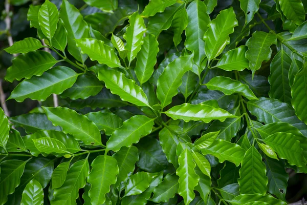 Vue Dessus Jeunes Feuilles Caféier Qui Ont Poussé Nouveaux Sommets Images De Stock Libres De Droits