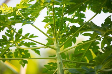 Tayland bahçesinde sağlam bir sapı ve gölgeli yaprakları olan güzel bir papaya ağacı..