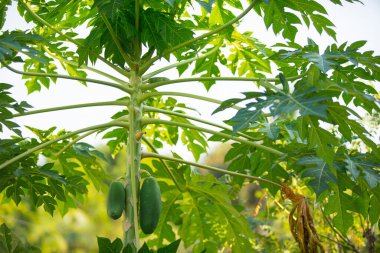 Tayland bahçesinde sağlam bir sapı ve gölgeli yaprakları olan güzel bir papaya ağacı..