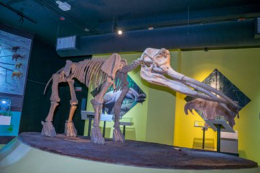 Lampang, Tayland - 24 Şubat 2021: Lampang Fosil Jeoloji ve Doğa Bilimleri Müzesi 'nde fil iskeleti.