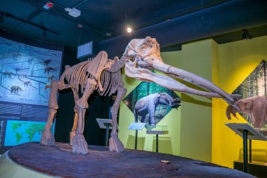 Lampang, Tayland - 24 Şubat 2021: Lampang Fosil Jeoloji ve Doğa Bilimleri Müzesi 'nde fil iskeleti.