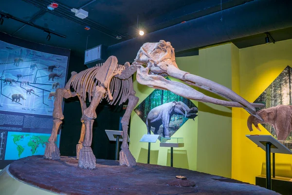 Lampang, Tayland - 24 Şubat 2021: Lampang Fosil Jeoloji ve Doğa Bilimleri Müzesi 'nde fil iskeleti.