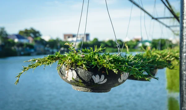 黏土烧制而成的大猪草花 — 图库照片