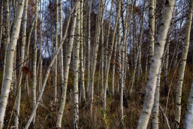 Sonbaharda yapraksız huş ağacı ormanı