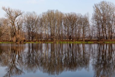 Yapraksız sonbahar manzarası mavi gökyüzünün arka planında suya yansıyor.