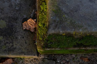 Yosun kaplı bir desteğin beton köşesinin üst görünümü