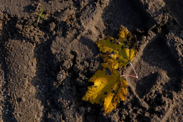 Fallna Löv Isolerade Kall Våt Mark Soligt Höstväder — Stockfoto