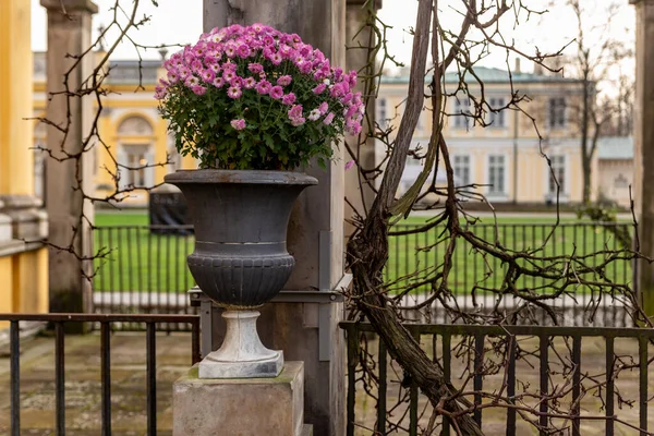 Bahçesinde Çiçekler Olan Bir Tezgahta Beton Vazo — Stok fotoğraf