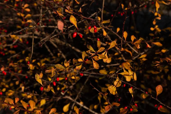 Meyve Sarı Yapraklı Böğürtlen Çalısı — Stok fotoğraf