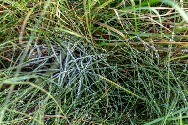 First Frost Green Grass — Stock Photo, Image