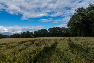 Mavi gökyüzünün arka planında buğday tarlası yazın kabarık bulutlu.