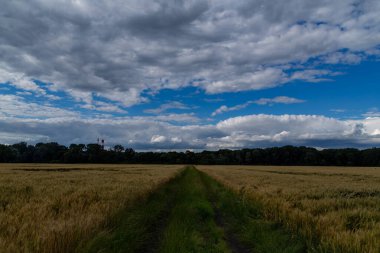 Mavi gökyüzünün arka planında buğday tarlası yazın kabarık bulutlu.