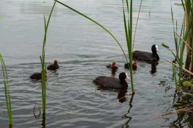 Ördek gölde ördek besler.