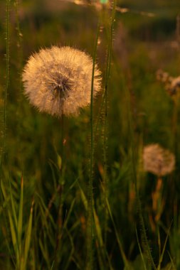 Çimlerin arasındaki karahindiba tarlanın ortasındaki arka ışıkta