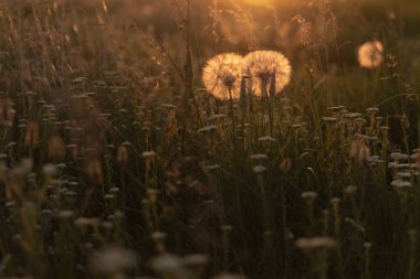 Çimlerin arasındaki karahindiba tarlanın ortasındaki arka ışıkta