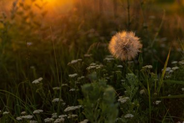 Çimlerin arasındaki karahindiba tarlanın ortasındaki arka ışıkta