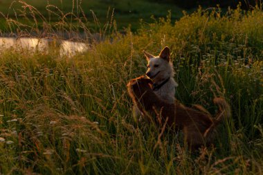 Gün batımında bir tarlada oynayan iki köpek.