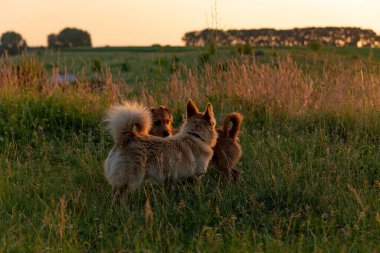 Gün batımında bir tarlada oynayan iki köpek.