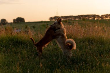 Gün batımında bir tarlada oynayan iki köpek.