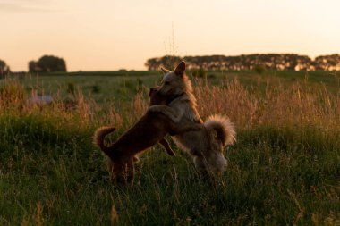 Gün batımında bir tarlada oynayan iki köpek.