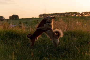 Gün batımında bir tarlada oynayan iki köpek.