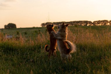 Gün batımında bir tarlada oynayan iki köpek.