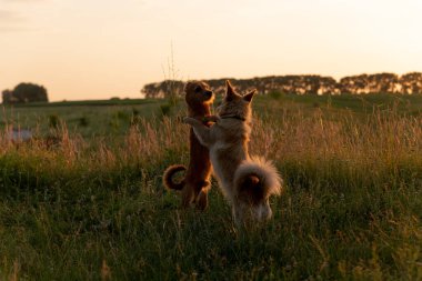 Gün batımında bir tarlada oynayan iki köpek.