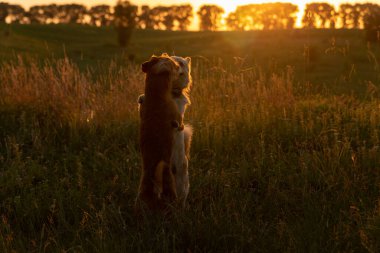 Gün batımında bir tarlada oynayan iki köpek.