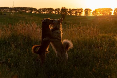 Gün batımında bir tarlada oynayan iki köpek.