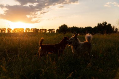 Gün batımında bir tarlada oynayan iki köpek.