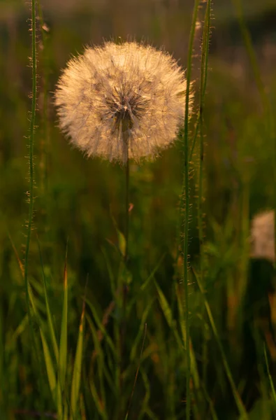 Çimlerin arasındaki karahindiba tarlanın ortasındaki arka ışıkta