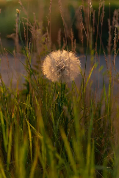蒲公英在草地上 背光在田野中央 — 图库照片