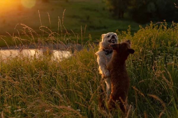 Gün batımında bir tarlada oynayan iki köpek.