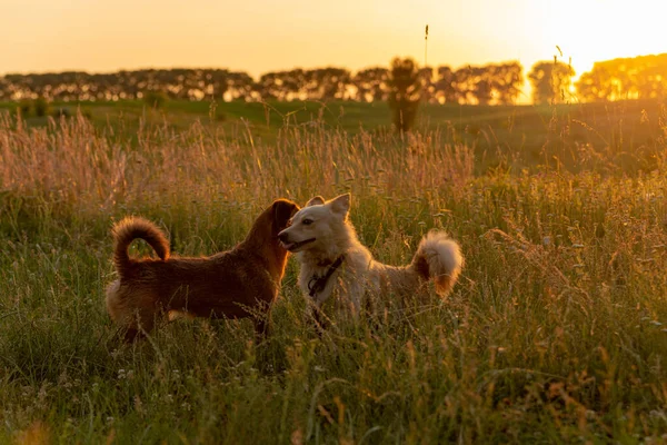 Gün batımında bir tarlada oynayan iki köpek.