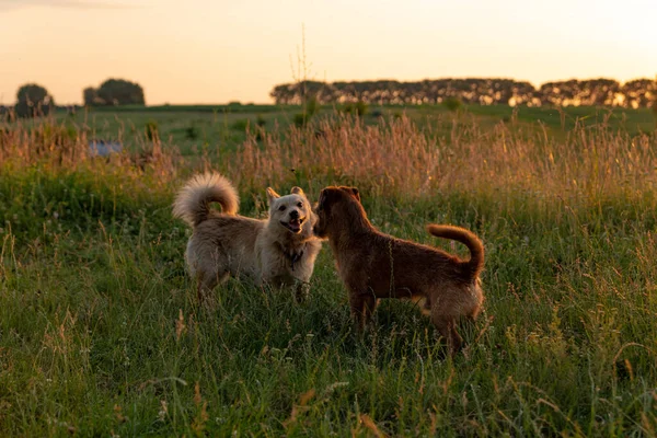 Dois Cães Brincando Campo Pôr Sol — Fotografia de Stock