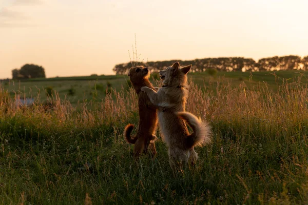 Gün batımında bir tarlada oynayan iki köpek.