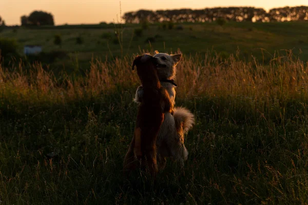 Dois Cães Brincando Campo Pôr Sol — Fotografia de Stock