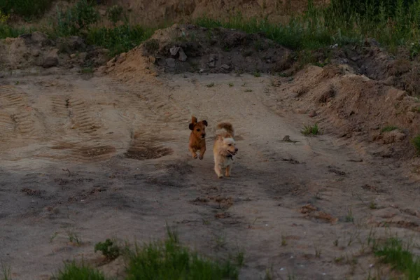 Dois Cães Correndo Areia — Fotografia de Stock