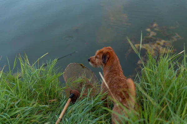 Cão Sentado Rio Perto Rede Esperando Peixe — Fotografia de Stock