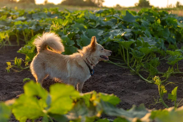在南瓜叶子之间的地面上的狗 — 图库照片